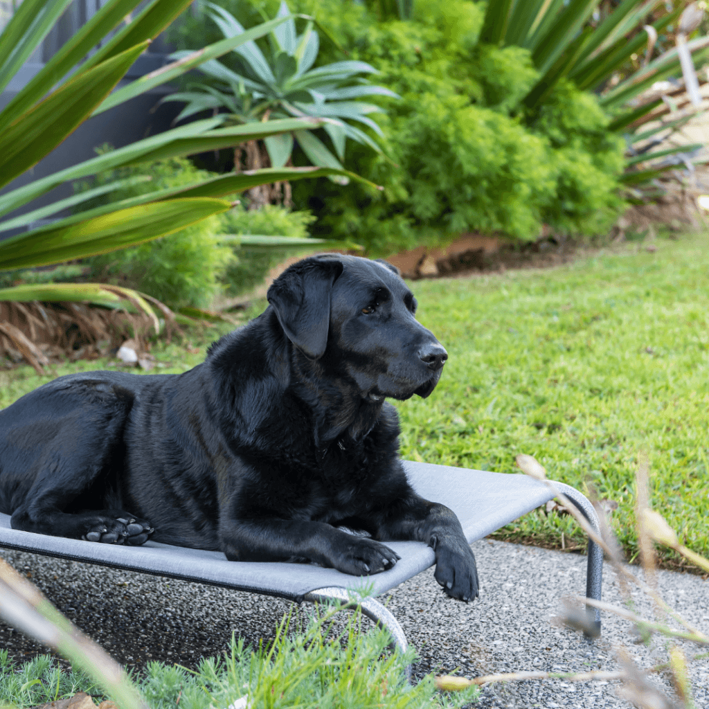 Raised Dog Beds Covers & Parts Superior Pet Goods