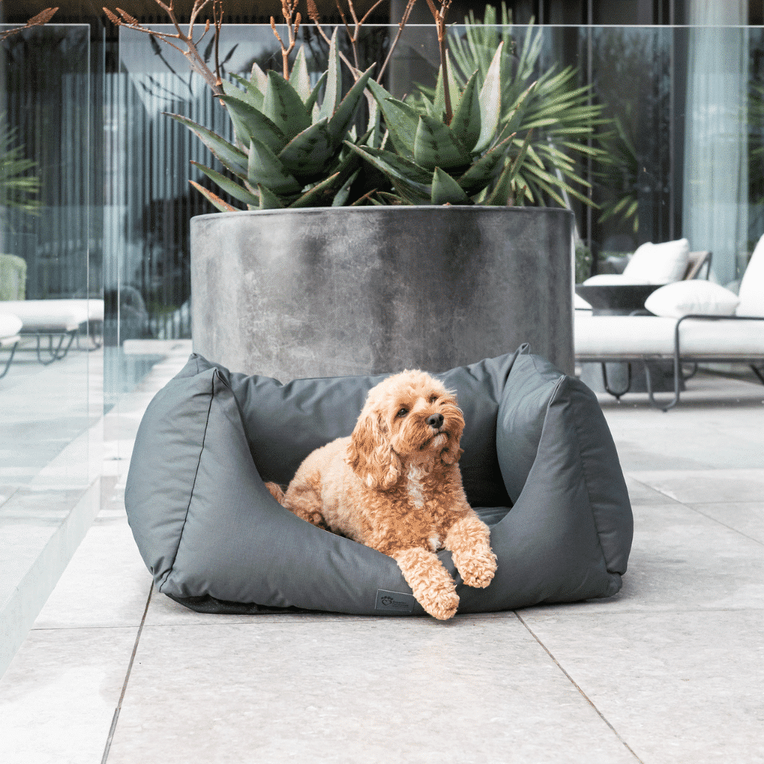 Home Superior Pet Goods