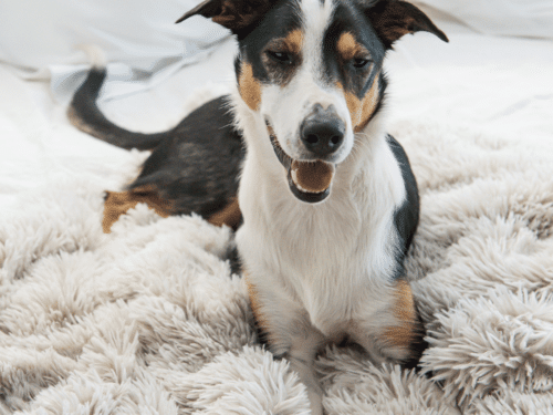 Calming Pet Blanket Water Resistant - Small, Aspen Faux Fur