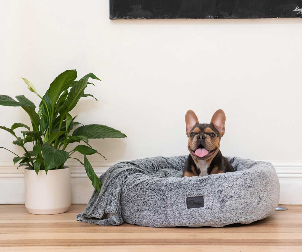 French Bulldog resting in a grey superior pet goods plush bed with matching blanket.