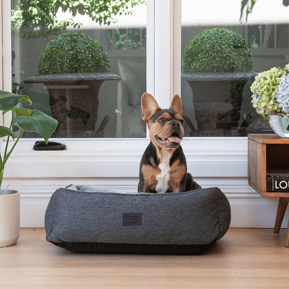 French Bulldog relaxing in a durable orthopaedic Australian-made dog bed – Superior Pet Goods