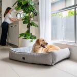 Golden labrador laying in a superior pet goods ortho dog lounger bed