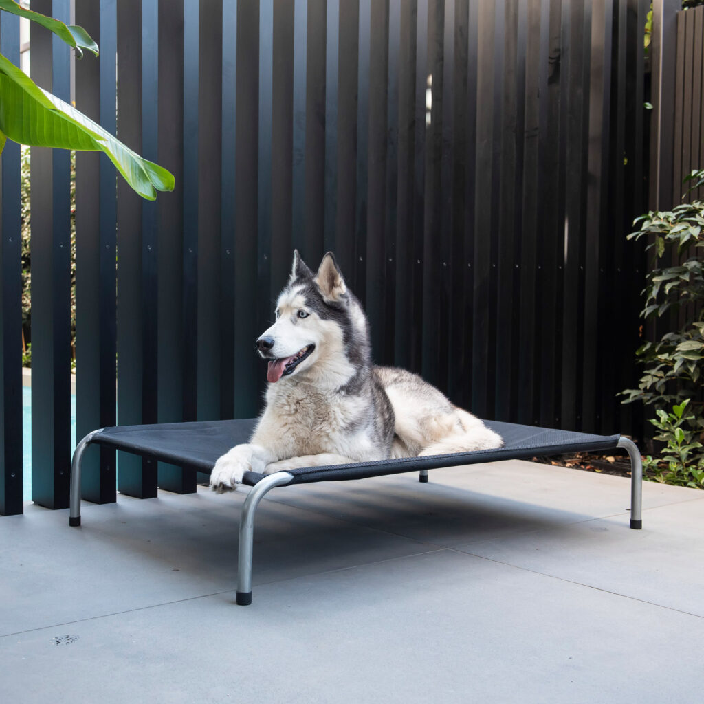 Elevated & Raised Dog Beds Australia | Superior Pet Goods