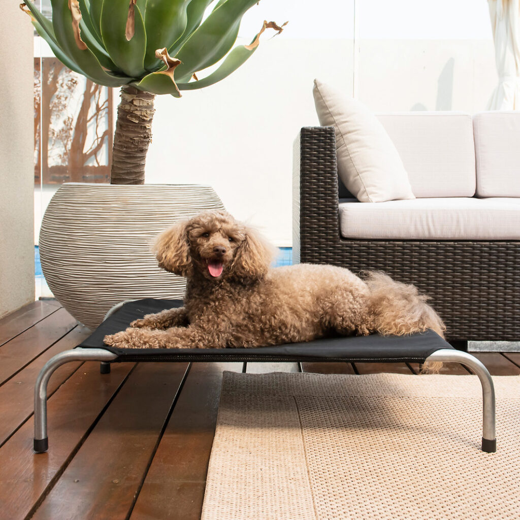 Miniature Poodle laying on a Superior Pet Goods Canvas Twill raised bed