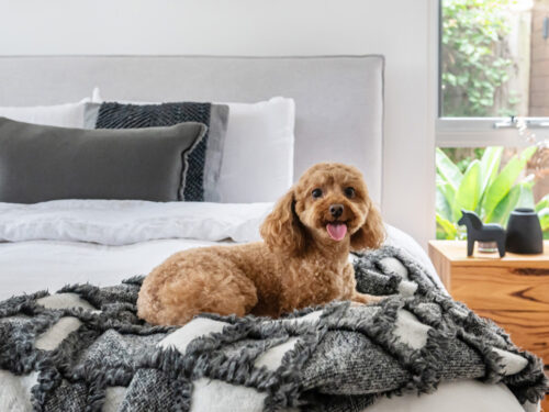 Calming pet blanket water resistant plush faux fur in scandi colour