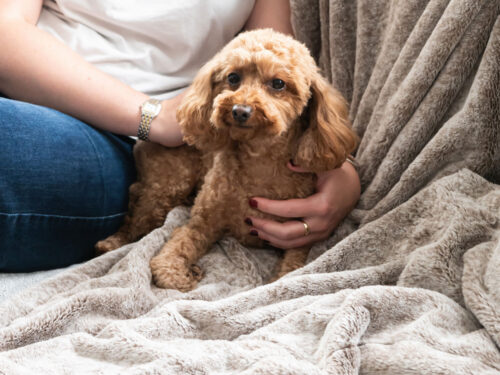 Small dog sitting on a calming plush faux fur pet blanket in latte colour