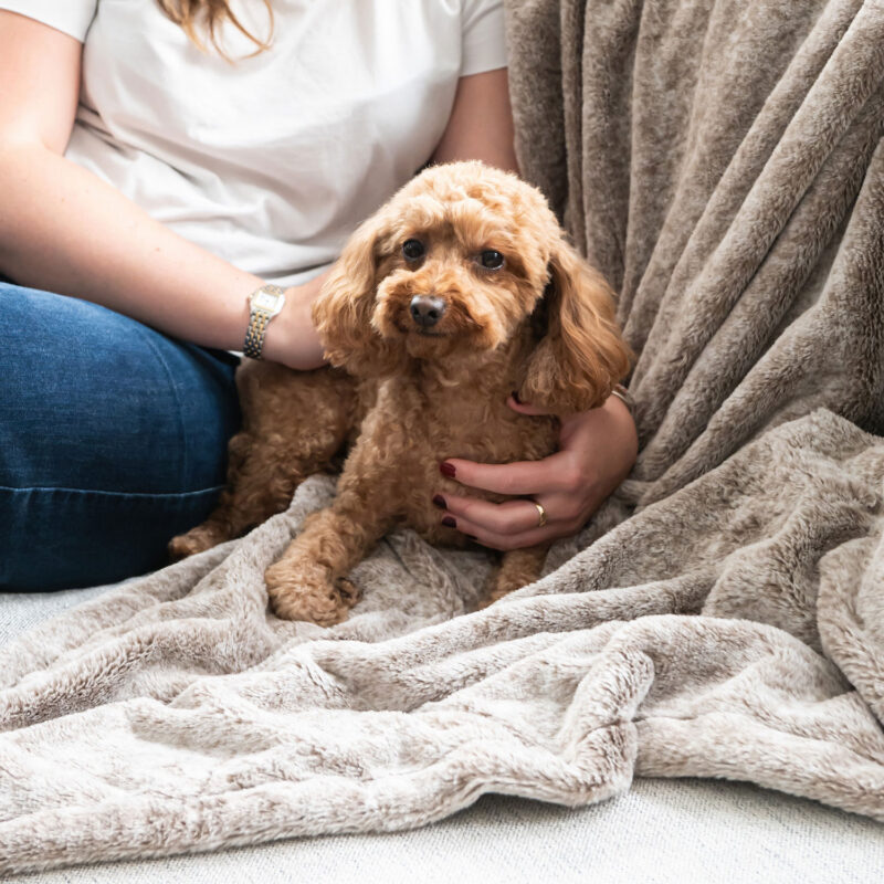 Small dog sitting on a calming plush faux fur pet blanket in latte colour