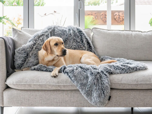 Golden dog sitting on a calming plush faux fur grey pet blanket on top of a couch