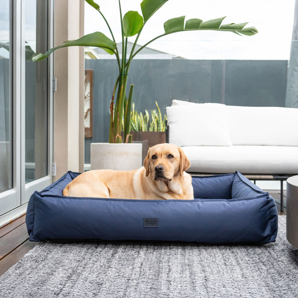 Golden Labrador sitting in a blue dog lounger bed