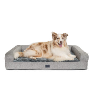 Caramel and white Australian Shepherd laying on Superior Pet Goods Ortho Pet Sofa in Large