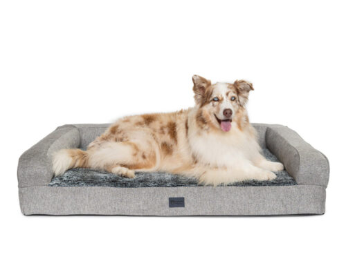 Caramel and white Australian Shepherd laying on Superior Pet Goods Ortho Pet Sofa in Large