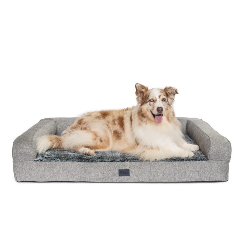 Caramel and white Australian Shepherd laying on Superior Pet Goods Ortho Pet Sofa in Large
