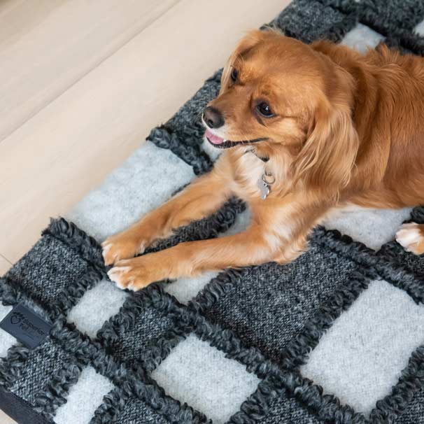 Cavoodle laying on Ortho Dog Mat in Scandi