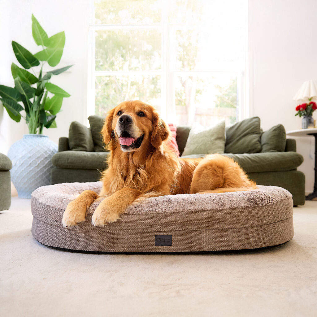A golden retriever sitting in the Superior Pet Goods Ortho Memory Rest orthopaedic dog bed