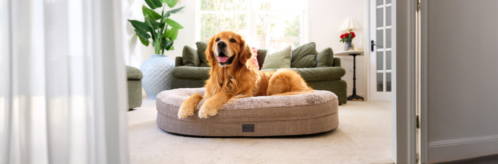 Superior Pet Goods Orthopaedic Memory Rest dog bed with a golden retriever