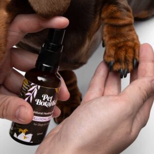 a small spray bottle of Pet Botanic colloidal silver for dogs and cats. Natural healing mist spraying on a dogs paw.
