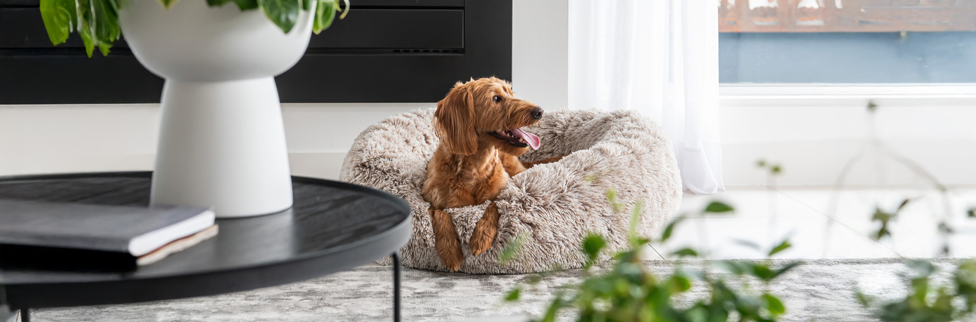 Superior Pet Goods Curl Up Cloud Calming donut bed with a terrier sitting comfortably