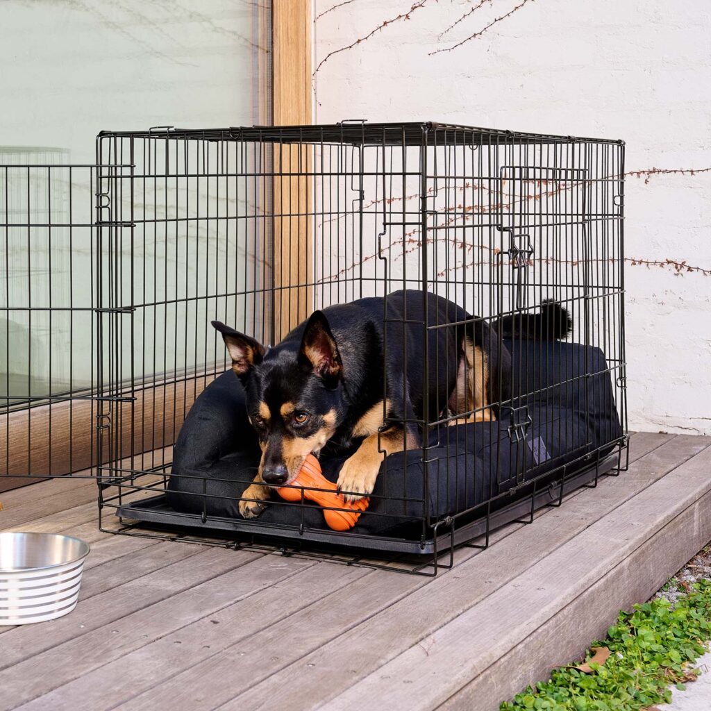 Dog chewing on doggi orange ribbed bone in their crate