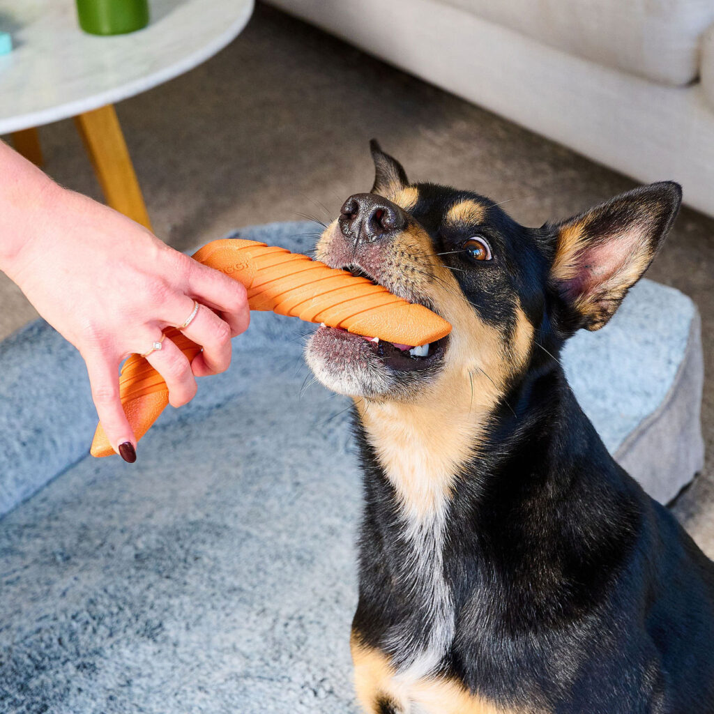 Dog boomerang toy made with TPR rubber