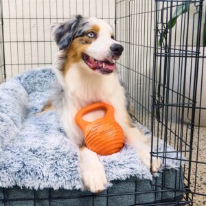 Australian Shepherd with Doggi toy dumbbell dog toy sitting in a Superior Pet Goods crate