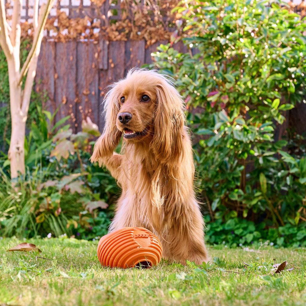 Cocker Spaniel playing with a Doggi Rugby Ball dog toy