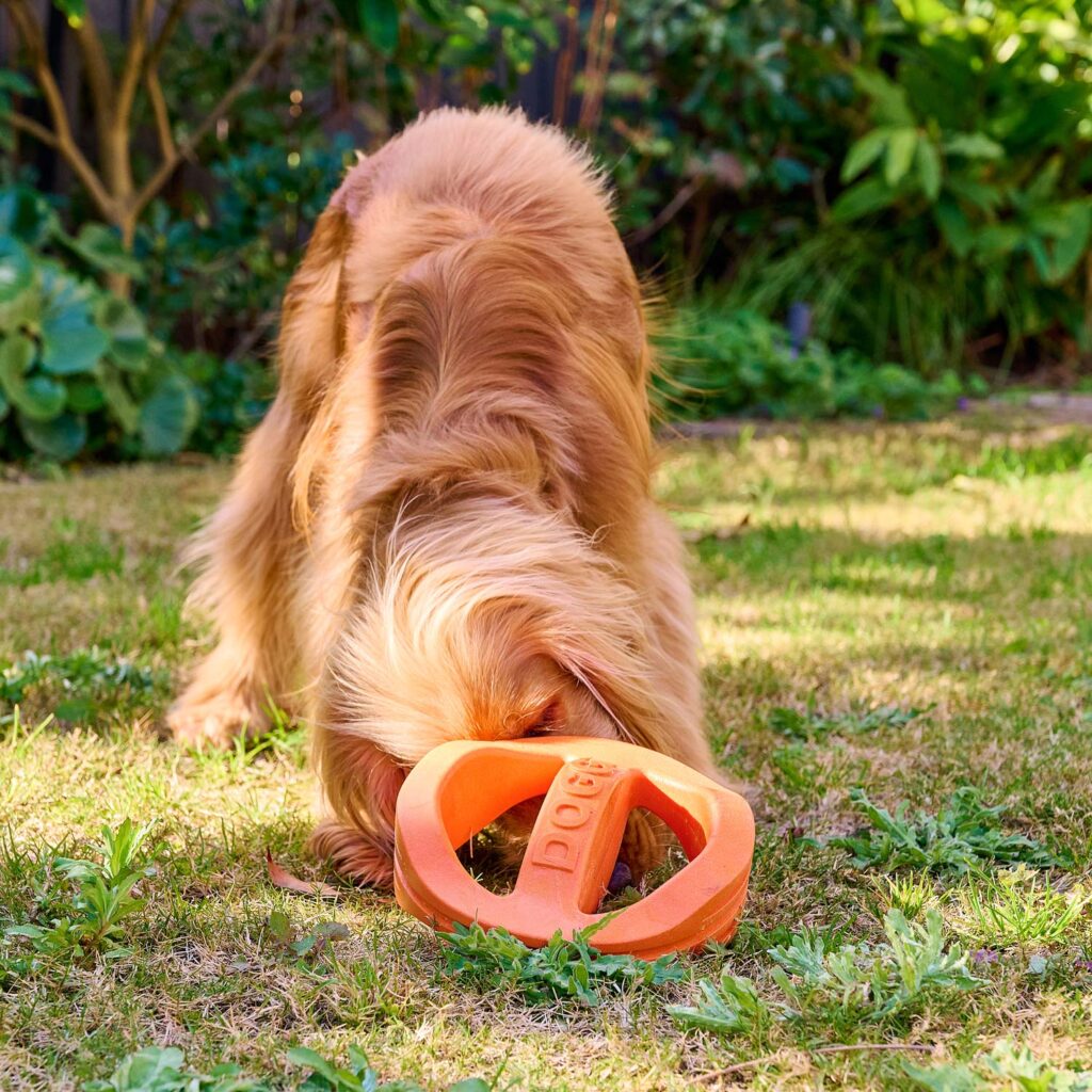 Cocker spaniel playing with the Doggi float n fly frisbee dog toy on grass