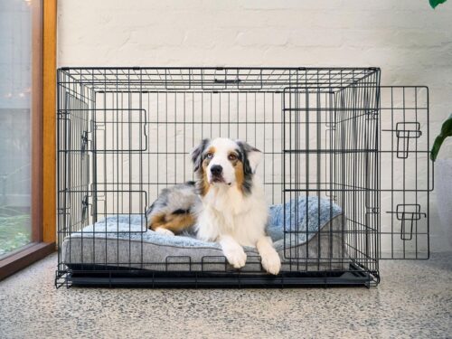 An Australian Shepherd laying down on a SnugSide crate bed inside a crate