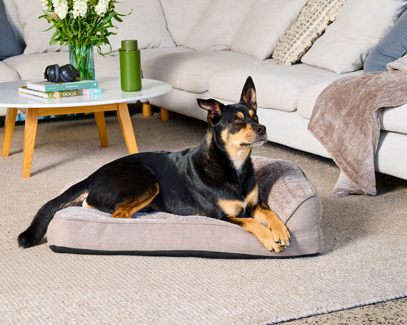 black and tan dog laying on a snugside crate bed in a lounge setting