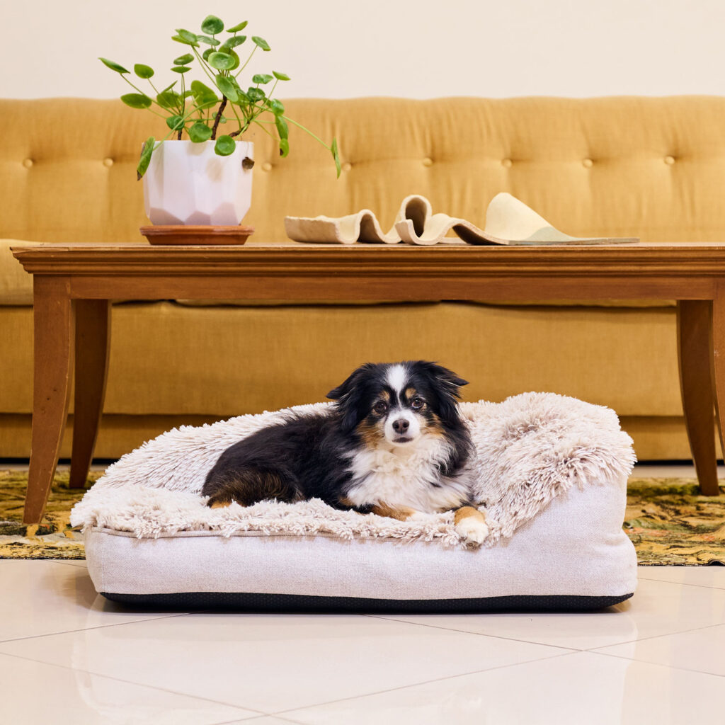 Miniature Australian Shepherd laying on the SnugSide Crate Bed in Sable