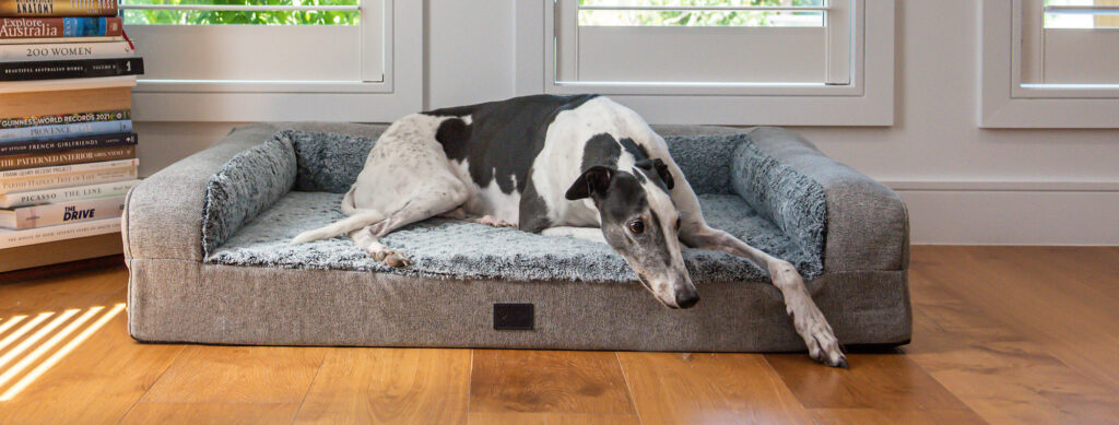 Dog Sofa Category Banner Image