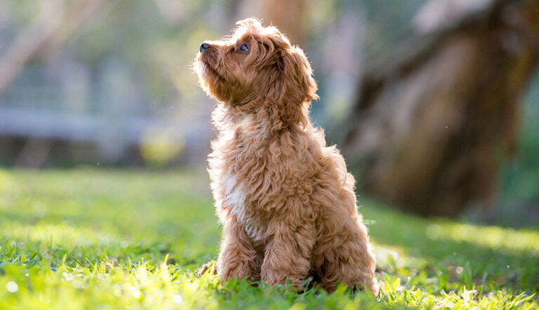 Cavoodle Dog Breed Guide: Facts & Information