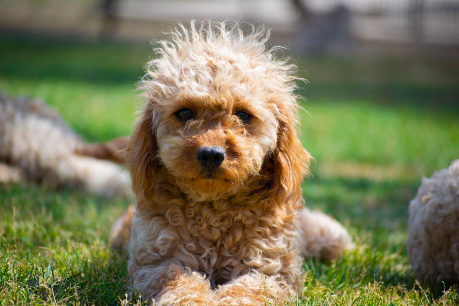 Cavoodle Dog Breed Guide: Facts & Information