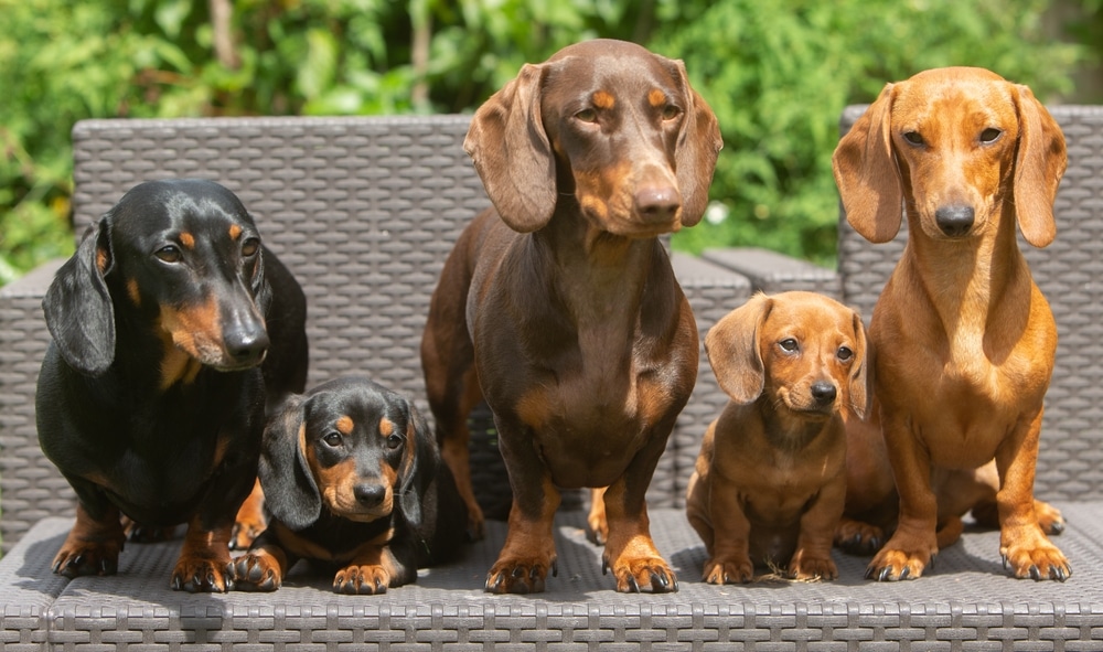 Miniature Dachshund