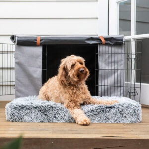 Spoodle sitting on a dog bed