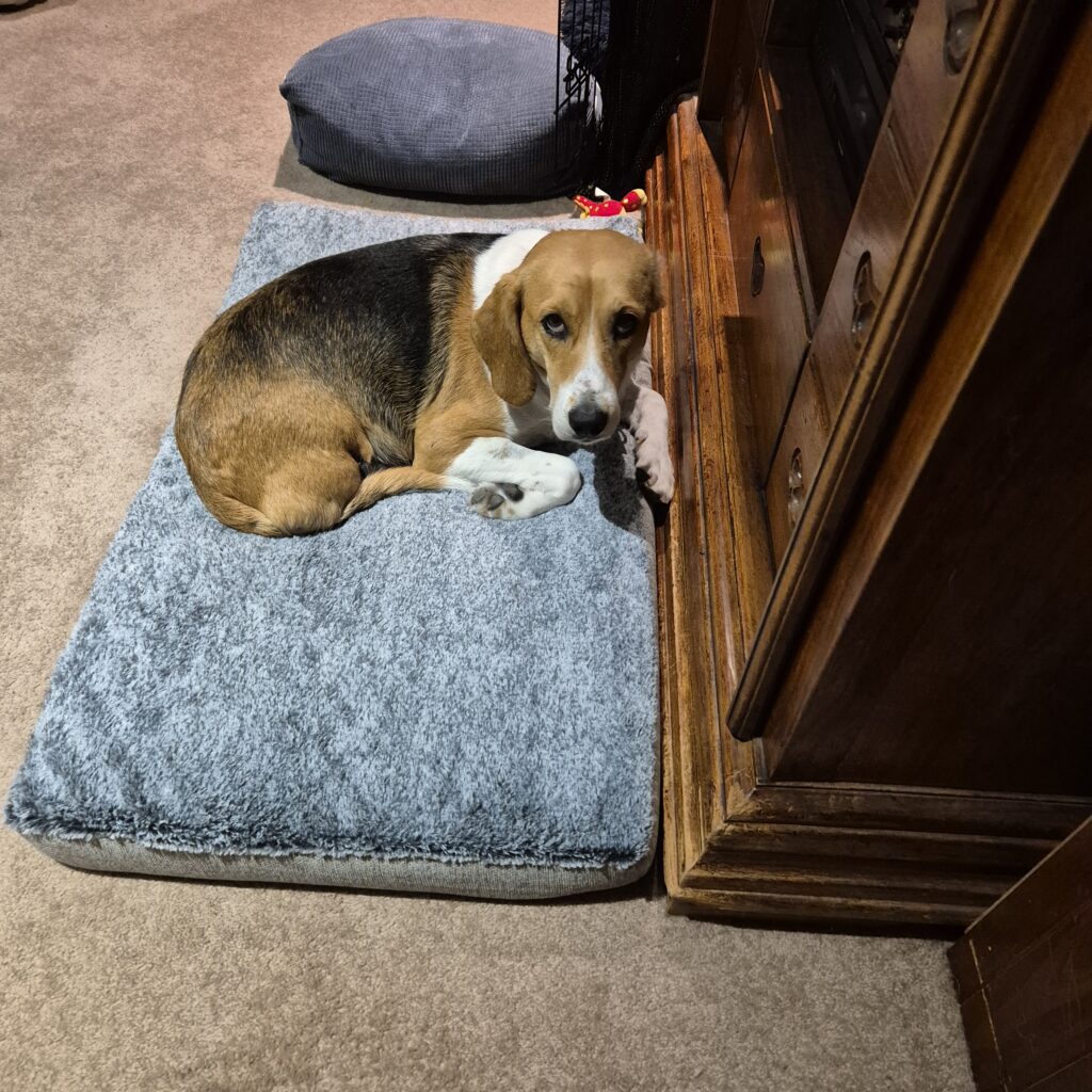 Image #2 from Annie Whitlocke