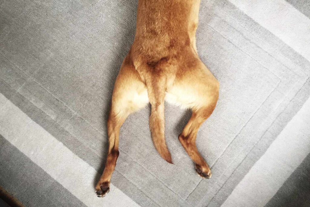 hip dysplasia