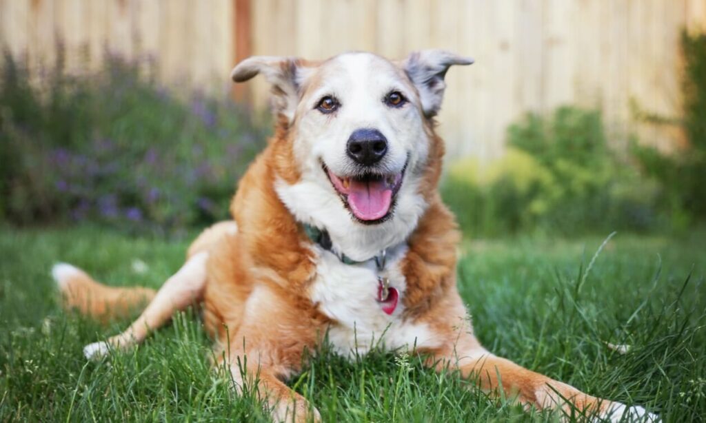 senior dog on grass
