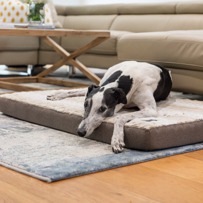 Greyhound dog laying on a Superior Pet Goods Ortho Mat in light brindle colourway