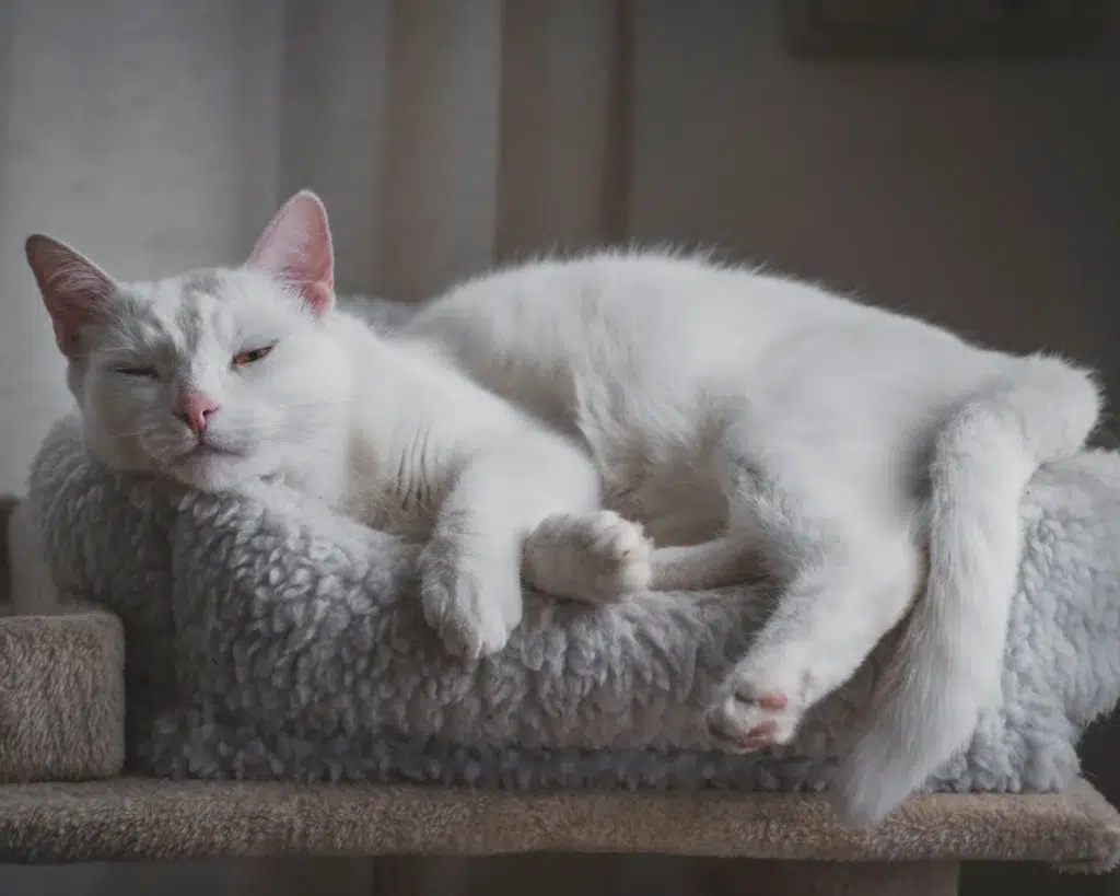 calming cat beds