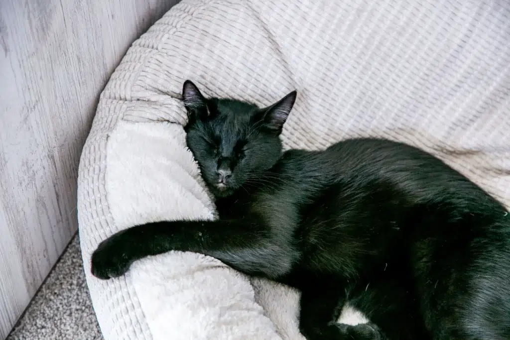 calming beds for cats