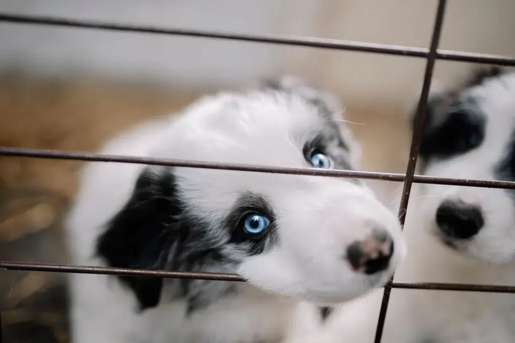 puppy crying in crate at night