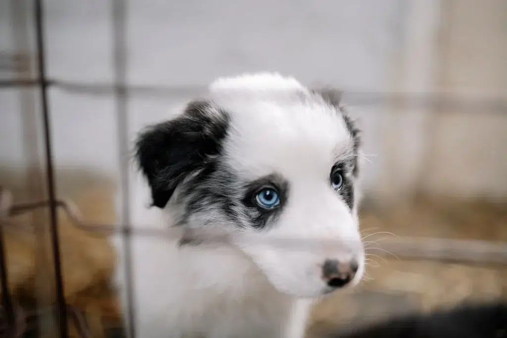 puppy crying in crate